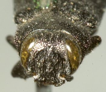 Media type: image;   Entomology 2703 Aspect: head frontal view